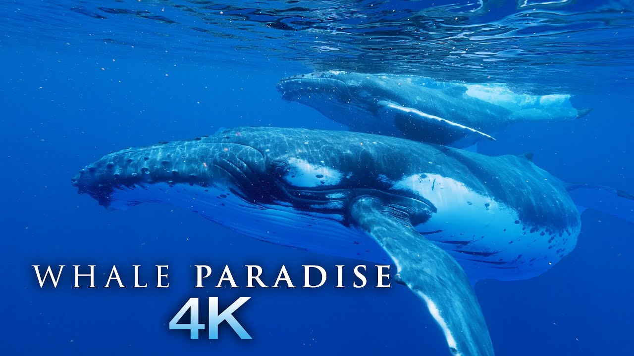 Whale Paradise 4K   1HR Underwater Ambient Nature RelaxationFilm  Music for Stress Relief Sleep