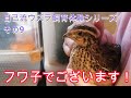 自己流ウズラ飼育体験シリーズ　9 フワ子の自己紹介