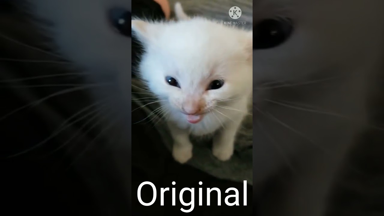 Hi Herbert Original and Reversed