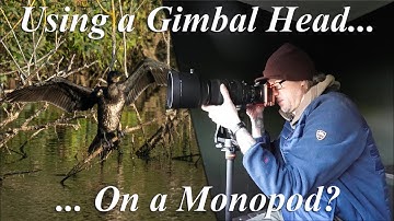 Using a Gimbal Head on a Monopod? Bird photography at Paxton Pits