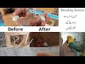 Best 5 breeding tips  how to increase production  hwi aviary