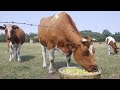 Feeding apples to some cows