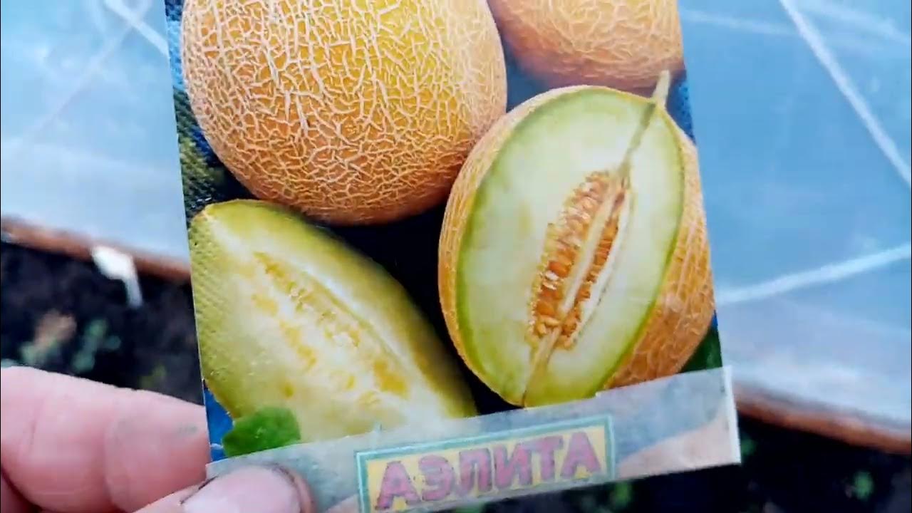 Высокая урожайность и стабильность