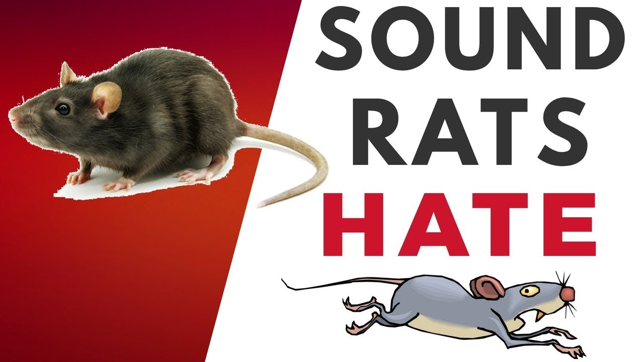 Sound Rats Hate HQ YouTube Sound Rats Hate HQ YouTube