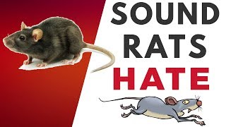 Sound Rats Hate  | HQ