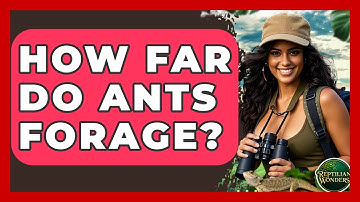 How Far Do Ants Forage? - Reptilian Wonders