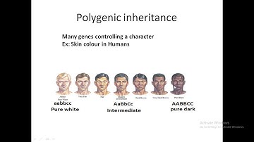Pleiotropy and polygenic inheritance
