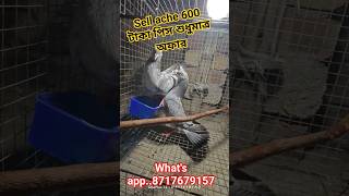 অফার 600 টাকা পিস শুধুমাত্র  | jiriya maddaras | sell pigeon #pigeon #viral # shorts