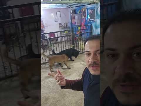 ايوه بيحكها جامد