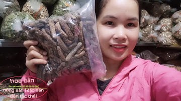 Các Loại Chuối Hột Rừng - HOA BẢN TV