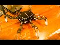 Hexapod Robot with Raspberry Pi - Python Code