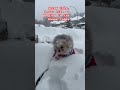 Funny dogs #dogshorts #doglover #doggs #cutedogs #funnydog #cutedog #puppy #puppies