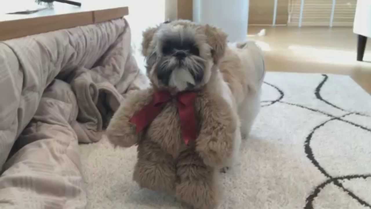 犬 シーズー もも吉 クマのぬいぐるみかぶってみました Youtube