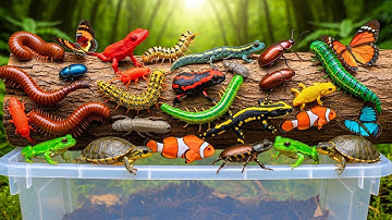 Hidden Life in the Amazon! Catching Colorful Frogs, Lizards & Exotic Insects