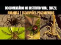 Aranha marrom, Escorpião amarelo, Aranha Viuva negra, Aranha armadeira, Instituto Vital Brazil