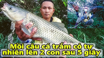 Câu cá trắm cỏ tự nhiên với bài mồi quen thuộc được 2 con cá trắm cỏ giật phê | Tê Ta Vlog