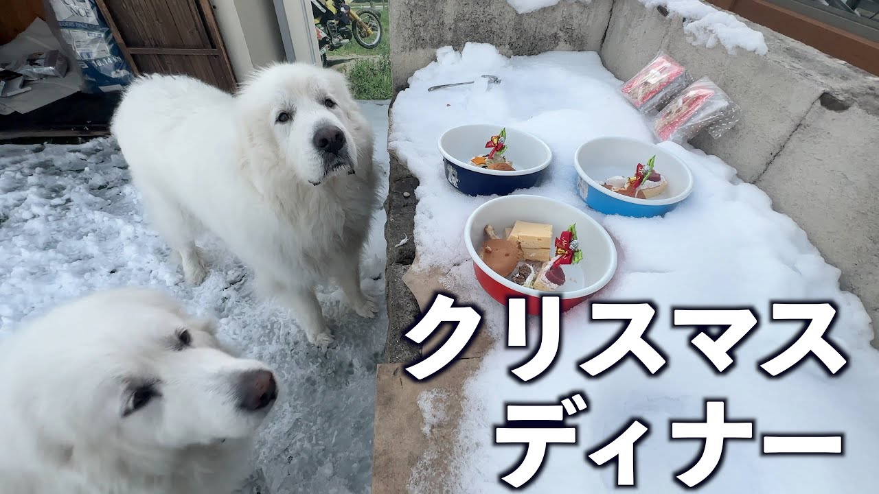 たくさんのクリスマスプレゼント 感謝です。