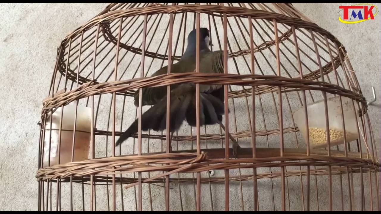 Garrulax chinensis birds singing sound good and dance tail - 01