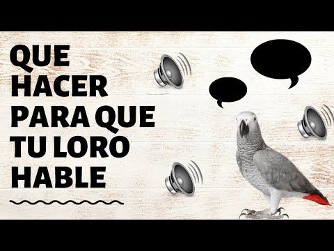 Video: Cómo Enseñarle A Hablar Rápidamente A Un Loro