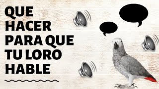 como enseñar hablar a un loro /como hacer hablar a un loro