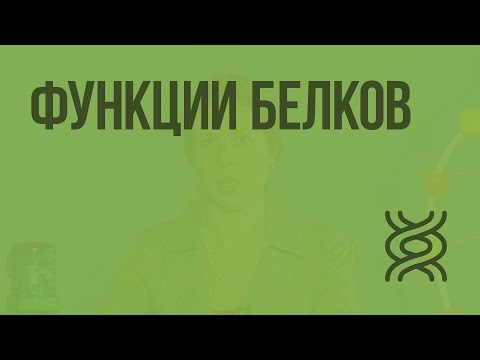 Строение и функции белков видеоурок