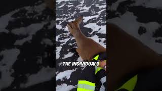 Brave individuals save deer from thin ice