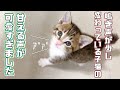 【保護猫】子猫が甘える時の鳴き声が可愛いので集めてみました