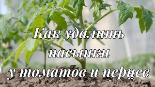 Как удалить пасынки у томатов и перцев | Формирование томатов и перцев