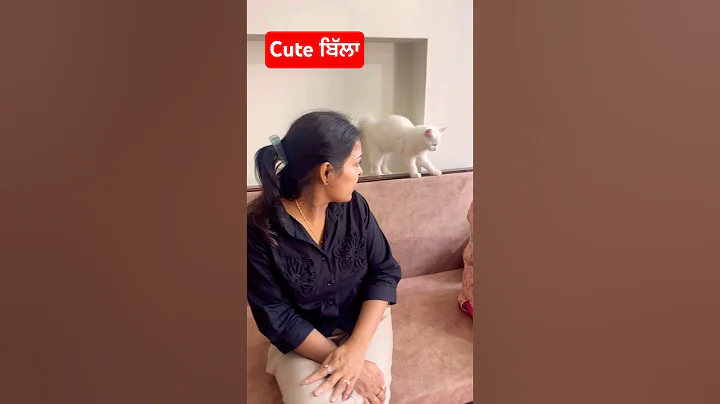 Video 11036871: persiancat cat funny pets, persiancat pets love