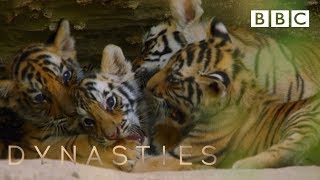 Tiger Cubs Play At The Den Dynasties - Bbc