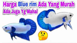 Harga Ikan Cupang Blue Rim 2021