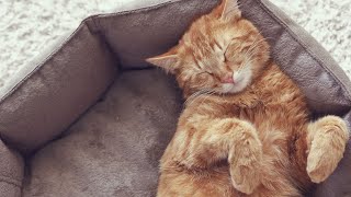 Candlelight Calm: How To Create a Safe Environment for Your Cat