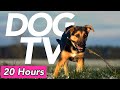 Dog tv  vido dexploration de plages et de forts pour chiens 20 heures