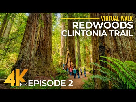 4K Calm Ambience Of Redwood Forest Real Nature Sounds Hiking Clintonia Trail California 2 