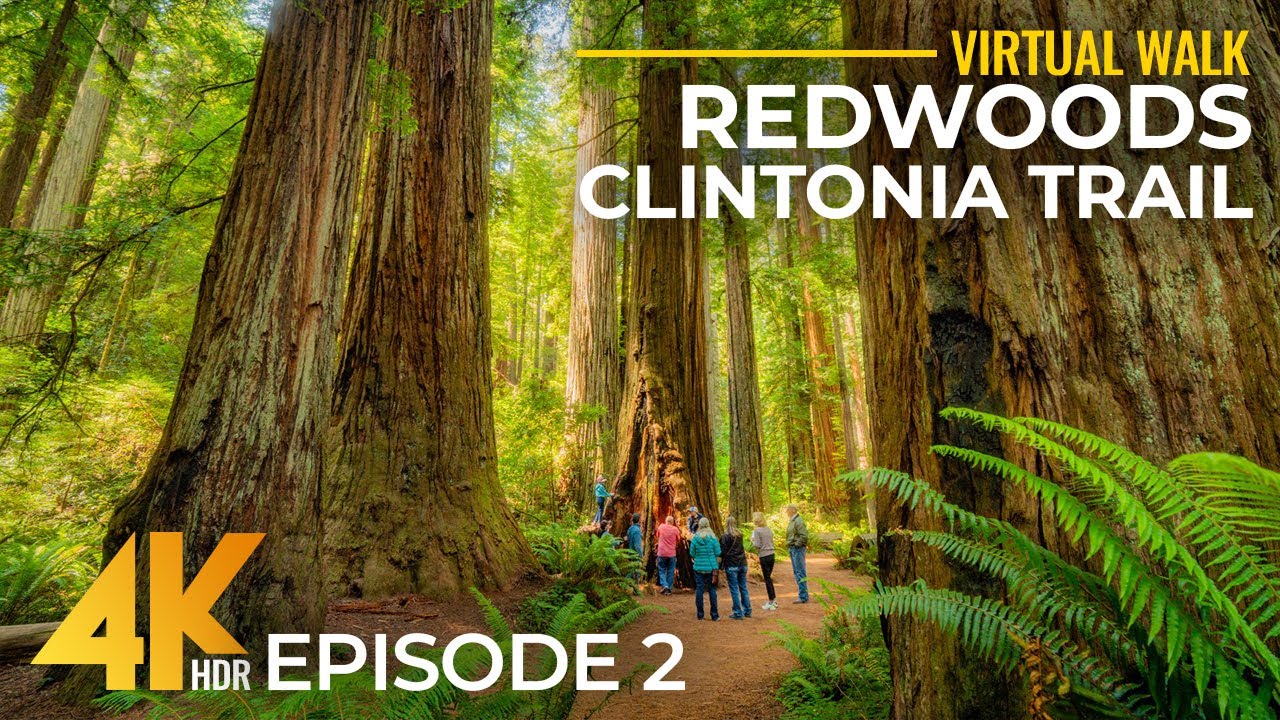 4K Calm Ambience of Redwood Forest + Real Nature Sounds | Hiking