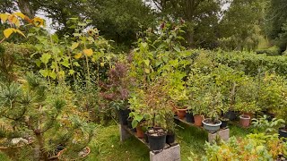 Bonsai Garden Tour Late Summer 2025 | Wales UK
