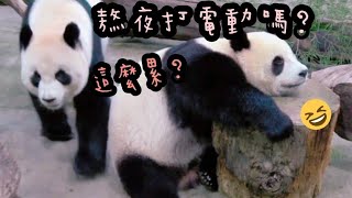 圓寶趴在桌上超級睏，等著等著就睡著了|熊貓貓熊The Giant Panda Yuan Yuan and Yuan Bao|台北市立動物園