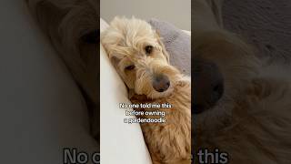The truth about Goldendoodles 🐾 #dogs #goldendoodle #doglife