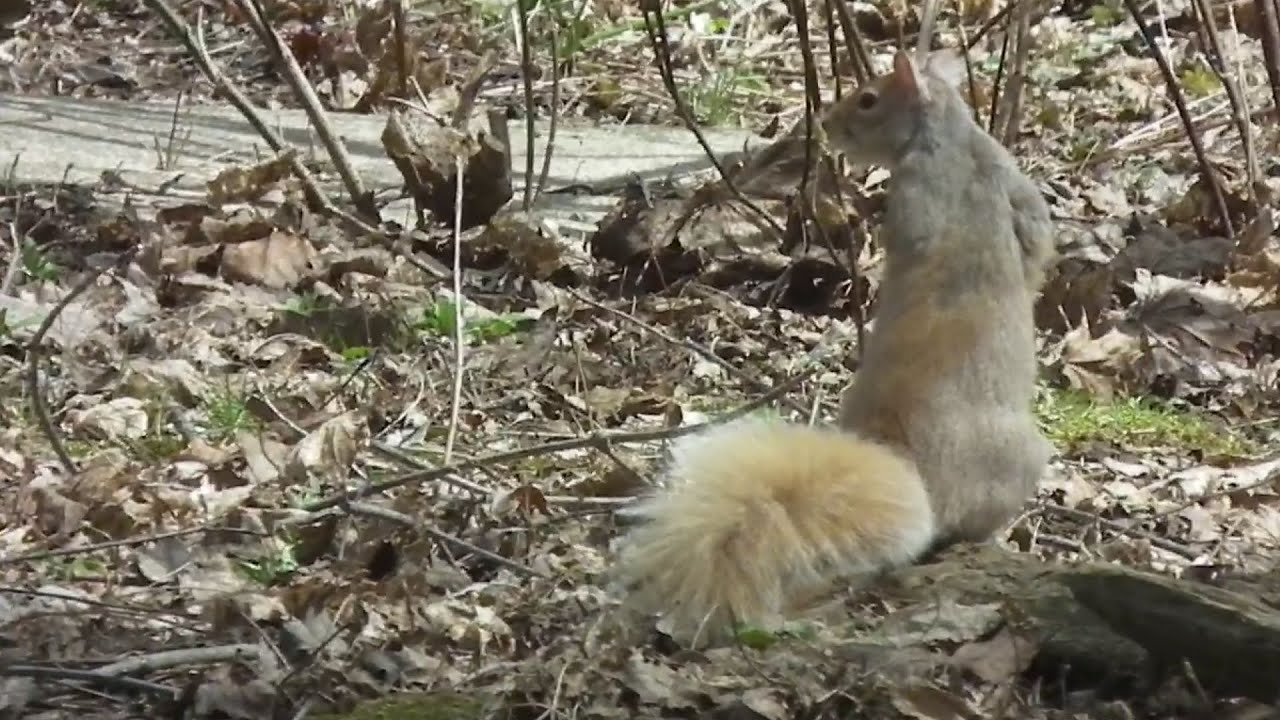 Return of the Blonde Squirrel... and a Black One
