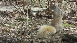 Return Of The Blonde Squirrel... And A Black One
