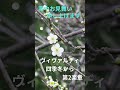 ヴィヴァルディ ヴァイオリン協奏曲四季から「冬」第2楽章 #ヴィヴァルディ#ヴァイオリン協奏曲#冬 #winter