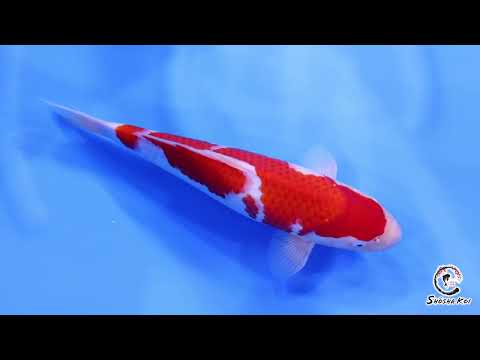 Kohaku - SK-575