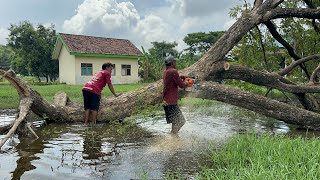 Logging of 2 Trembesi Trees Hit by Floods‼️