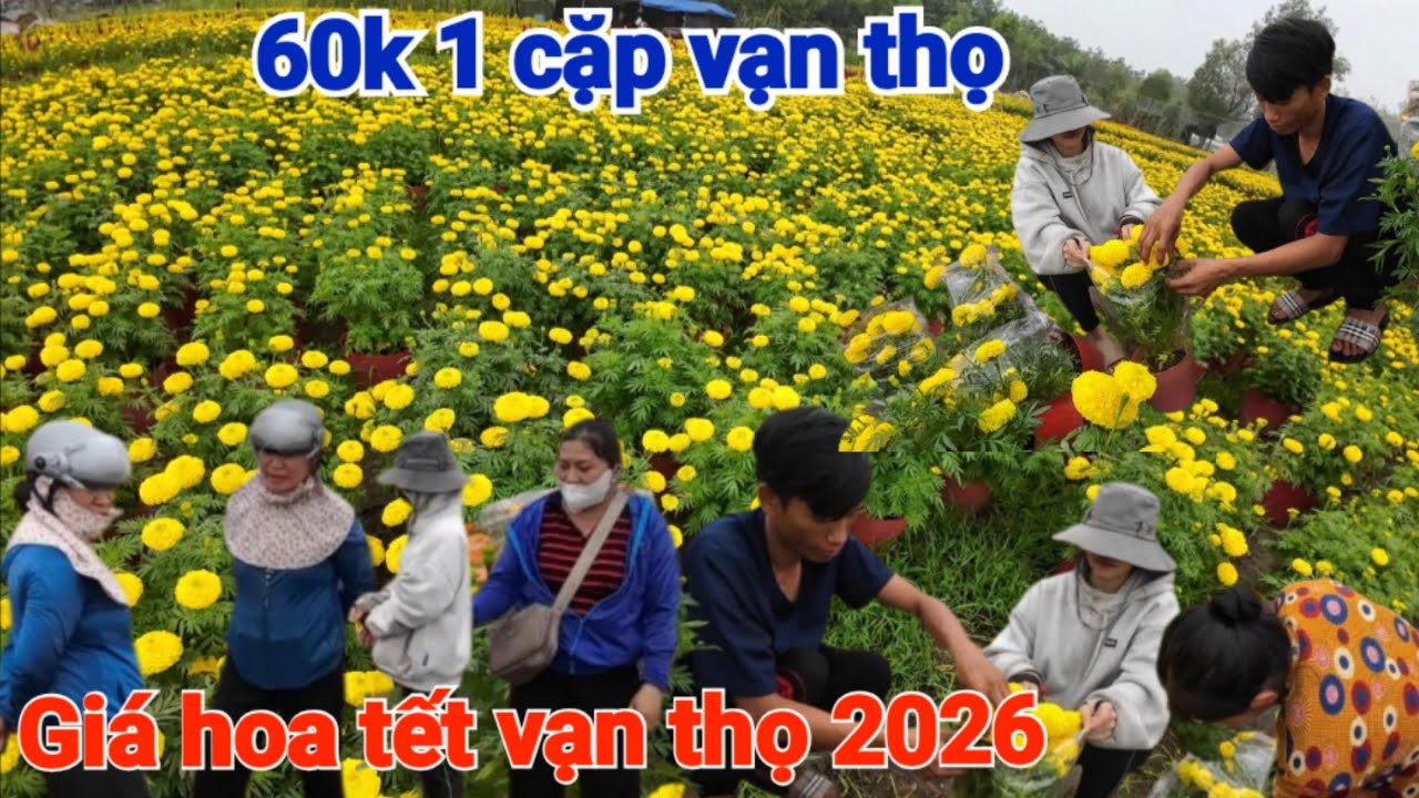Обновленная цена на цветы бархатцев к Тет (вьетнамскому лунному Новому году): 60 000 VND за пару ...