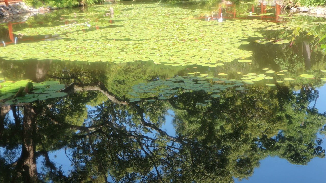 Full Moon in Capricorn Energy Reading 