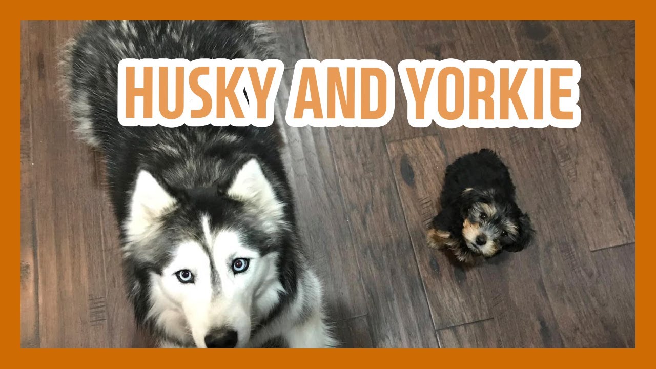 husky yorkie