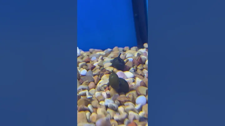 Snail carrying another snail on its shell