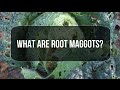 What are Root Maggots