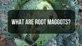 What are Root Maggots