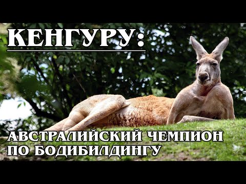 KANGAROO: the wonders of evolution from the Australian long jump champion | facts about kangaroos